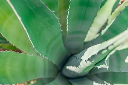 La aloe vera es rica en vitaminas y enzimas (Foto Pexels)