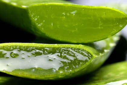 La Aloe vera se utiliza para diversos remedios caseros
