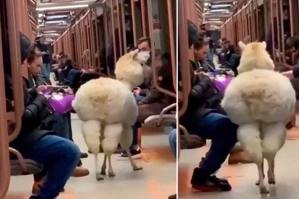 La alpaca dentro del vagón en el subte moscovita (Crédito: Departamento de Transporte y Desarrollo de Infraestructuras Viales de Moscú)