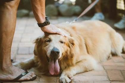 La alternativa menos cruel es pedir al perro que se acueste o siente para otorgarle mimos solo en estado de calma