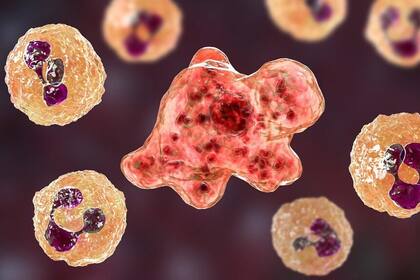 La ameba comecerebros (Naegleria fowleri) se detectó por primera vez en Estados Unidos, en 1937