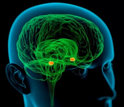 La amígdala cerebral consiste en un par de estructuras con forma de almendra situadas en ambas partes del lóbulo temporal del cerebro