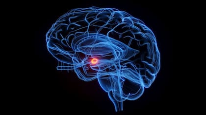 La amígdala es la pequeña almendra dentro del cerebro que es responsable de las respuestas del miedo.