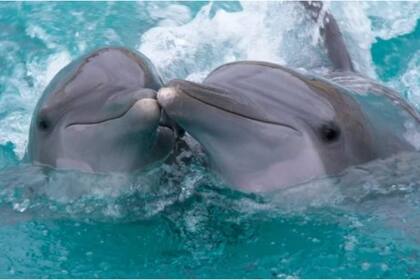 La amistad es una parte central de la experiencia humana que se replica en muchas especies del mundo natural