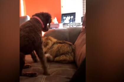 La amistad que enterneció a las redes sociales