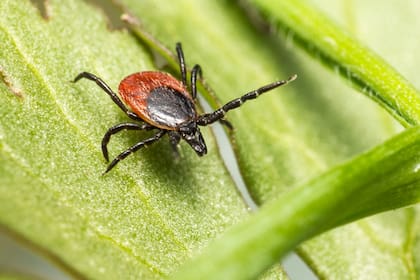 La anaplasmosis se transmite principalmente a través de la picadura de garrapatas de patas negras infectadas