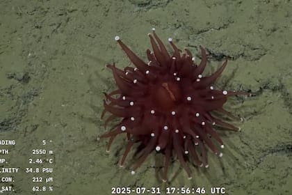 La anémona impactó a muchos usuarios del streaming