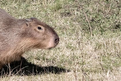 La Anmat prohibió un alimento a base de carpincho