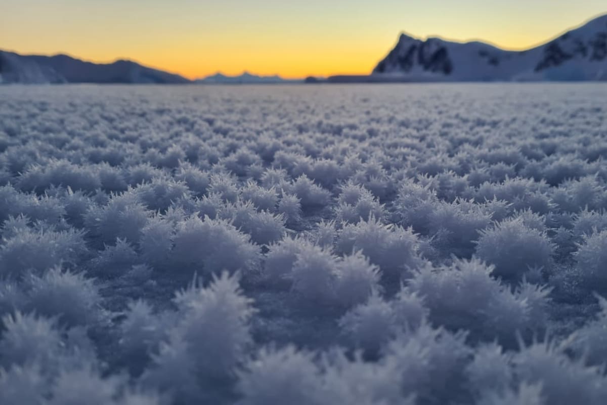 La Antártida hoy es notoria por su clima seco e inhóspito y su paisaje en gran parte sin vegetación, pero en una época tuvo bosques e incendios
