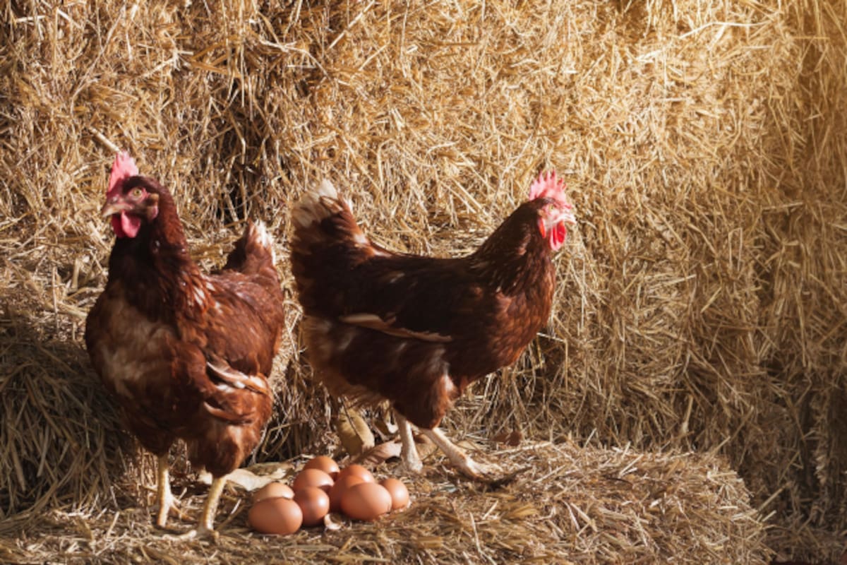 La antigua pregunta filosófica sobre qué fue primero, el huevo o la gallina, desconcertó a la humanidad durante siglos