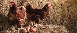 Le preguntaron a la inteligencia artificial qué fue primero, si el huevo o la gallina, y su respuesta fue contundente