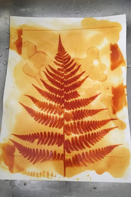 La antotipia recupera un procedimiento fotográfico del siglo XIX que utiliza pigmentos vegetales sensibles a la luz