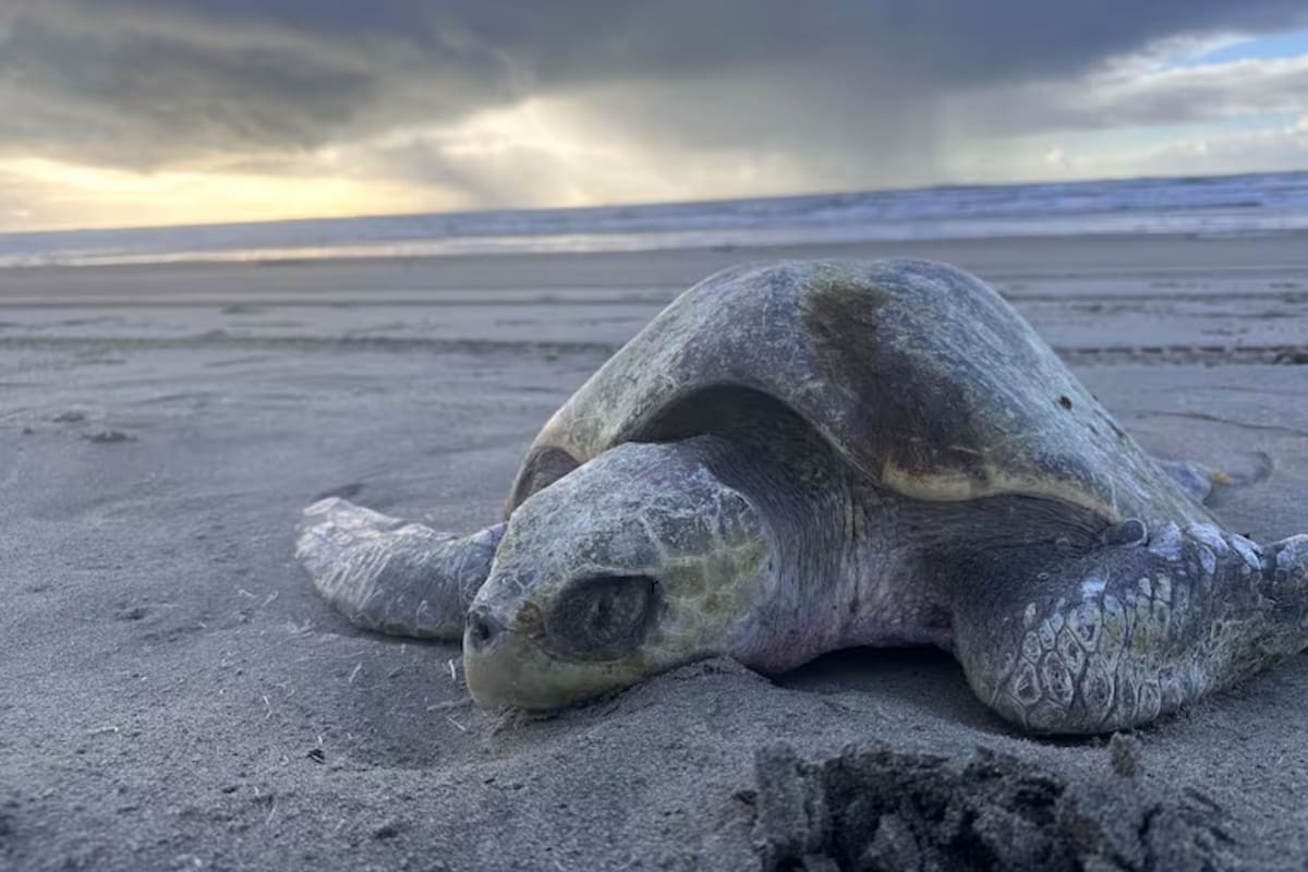 La aparición de tortugas marinas es un hecho frecuente en Oregón (Foto: Seaside Aquarium)