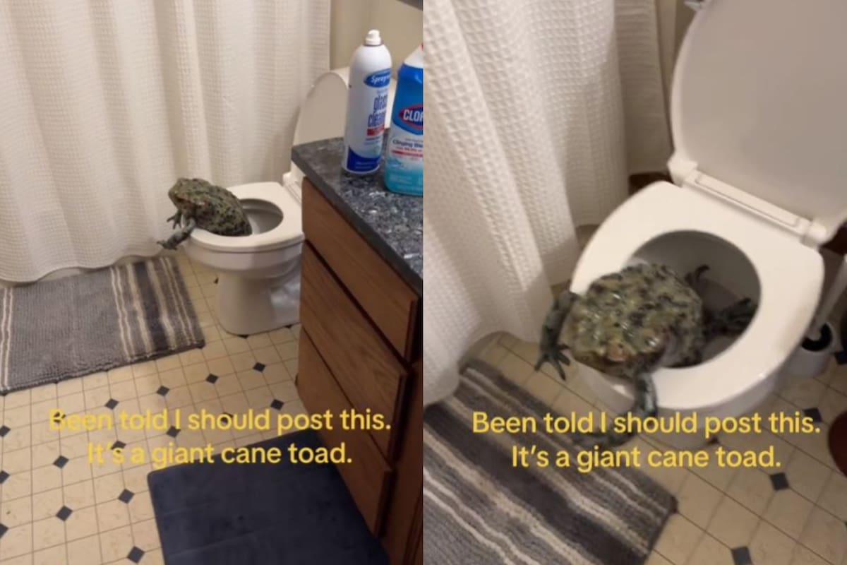 La aparición de un sapo en su baño exaltó a una usuaria de TikTok