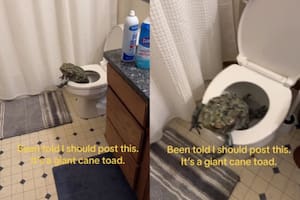 La aparición de un sapo en su baño exaltó a una usuaria de TikTok