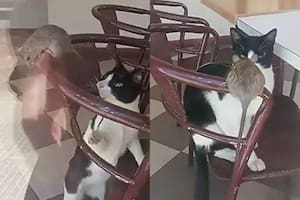 La aparición de una rata en una heladería de Corrientes fue tendencia en las redes sociales