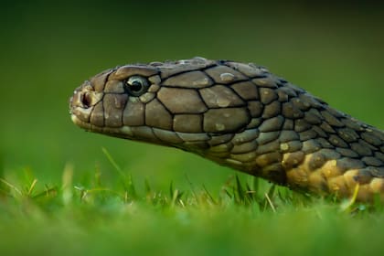 La aparición de una serpiente en los sueños puede significar una transformación, o bien puede anticipar una traición