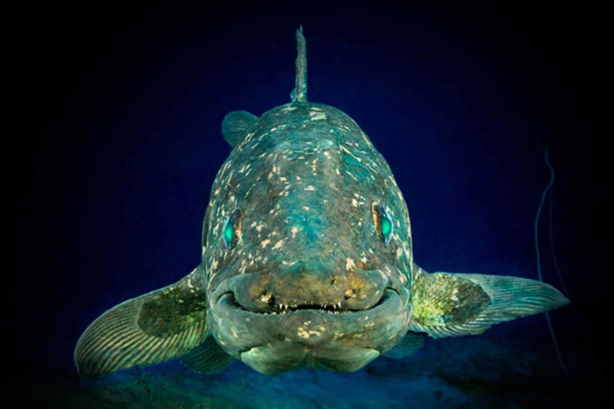 La aparición del celacanto en las costas de Sudáfrica causó un gran revuelo en 1938, unos 65 millones de años después de su supuesta extinción