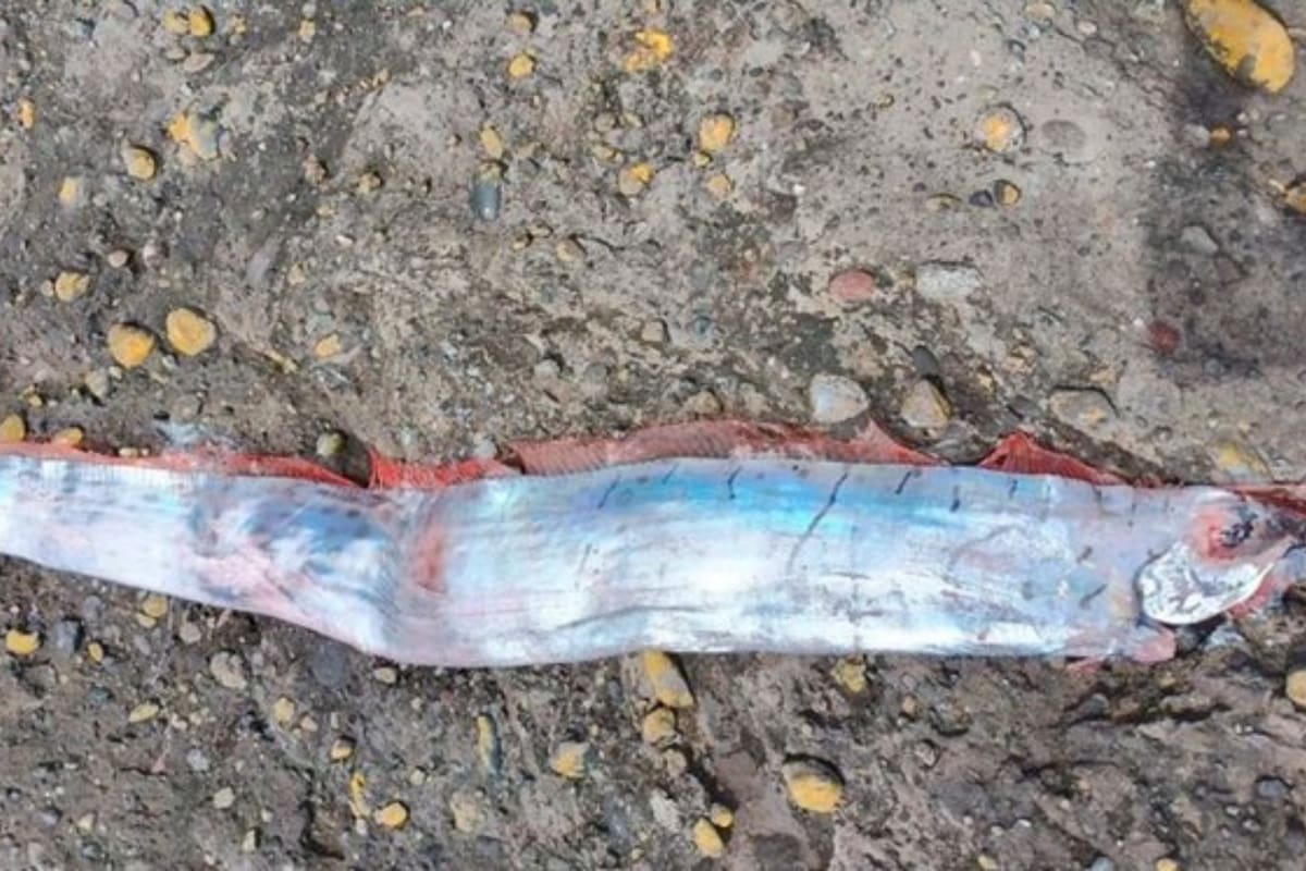 La aparición del pez remo en Chile ha despertado pensamientos catastróficos sobre un desastre natural próximo
