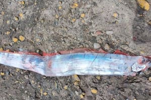 La aparición del pez remo en Chile ha despertado pensamientos catastróficos sobre un desastre natural próximo