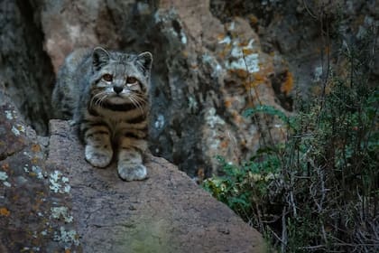 La aparición del término michi llegó desde los pueblos originarios