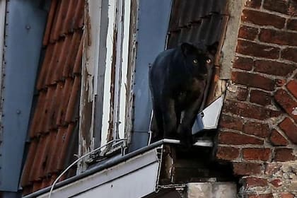 La aparición sorpresiva de la pantera negra sorprendió a los vecinos de la localidad francesa