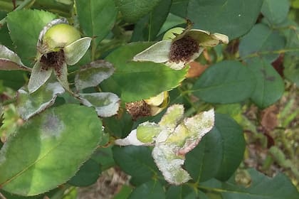 La apariencia de manchas blancas muestra un indicio del hongo. En los últimos años, la temperatura invernal promedio ha subido, lo que favorece el ataque de esta enfermedad en las rosas en general, y en las Híbridas de Té en particular.
