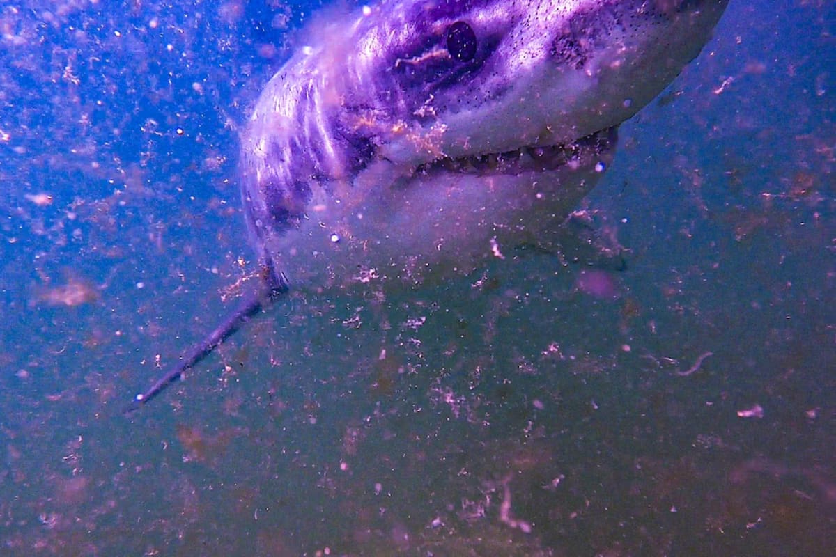 La app Sharktivity reportó la presencia de más de diez tiburones blancos en la Cape Cod durante la última semana (Atlantic White Shark Conservancy)