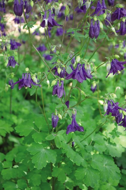La aquilegia se usa debajo de árboles de follaje liviano, integrando borduras.