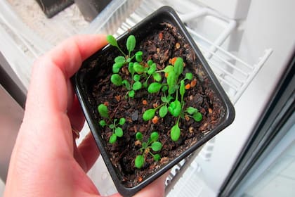 La Arabidopsis thaliana es una planta que sirve como modelo de investigación