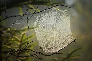 La araña balsa es la más grande de Europa (Foto: Freepik)