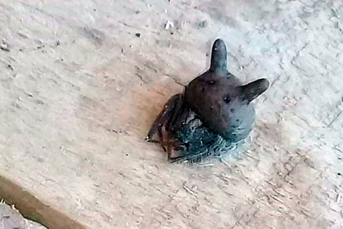La "araña cabeza de gato" antes de ser capturada por la vecina que la encontró en el patio de su casa