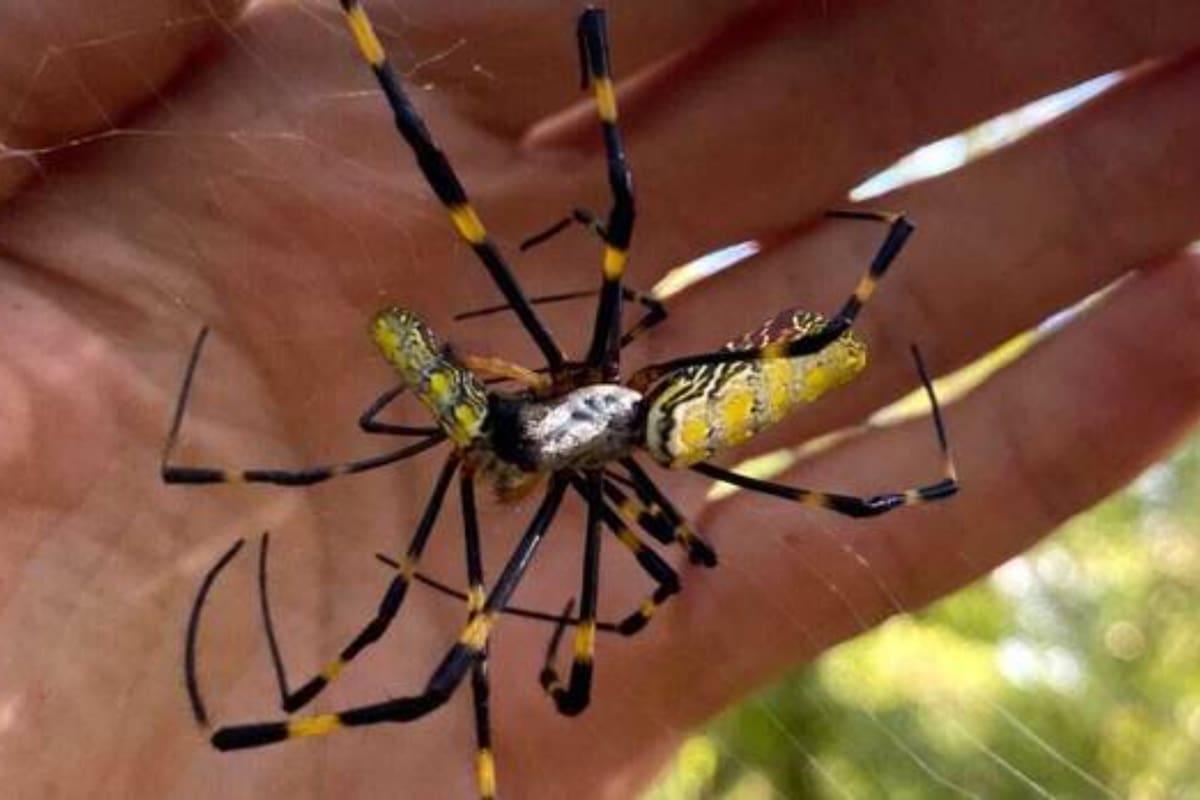 La araña Joro es ahora una especie endémica en la costa este de Estados Unidos (Crédito: Vandal Random)