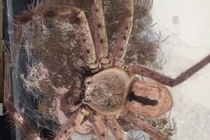 La araña "madre" fue bautizada como Sophia
