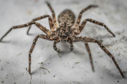 La araña pescadora es venenosa y se la puede encontrar en el norte de EE.UU. (Pexels)