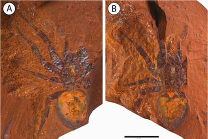 La araña que se encontró en el sitio fósil australiano McGraths Flat, tiene entre 12 y 16 millones de años de antigüedad
