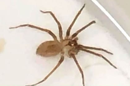 Rebecca Langley fue picada por una araña reclusa parda en Kansas