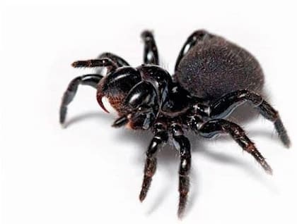 La araña toro es una especie que habita en el sur de la península ibérica y su mordedura es extremadamente dolorosa