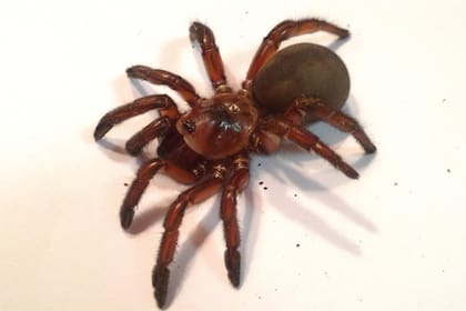 La araña trampilla abunda durante la temporada de otoño en el sur de California, dijo un experto en Entomología de la UC Davis