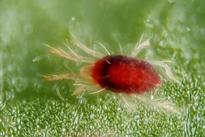 La arañuela roja a través del microscopio