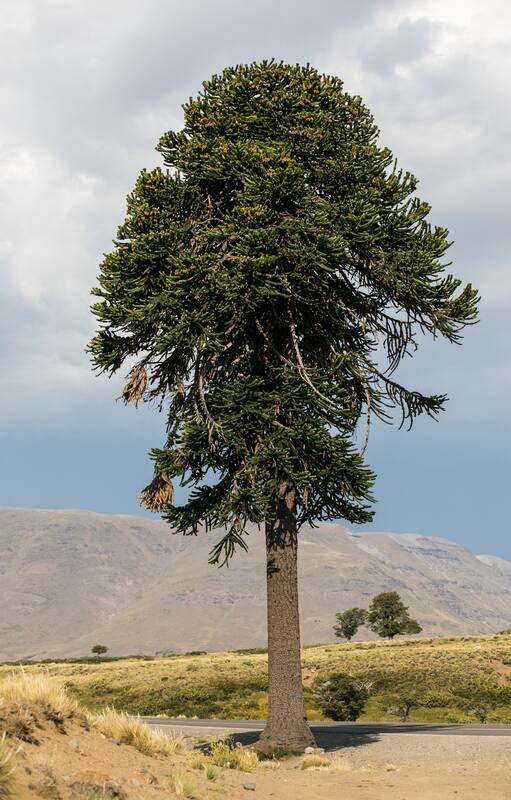 La araucaria –o pehuén– crece en la Patagonia desde tiempos inmemoriales.