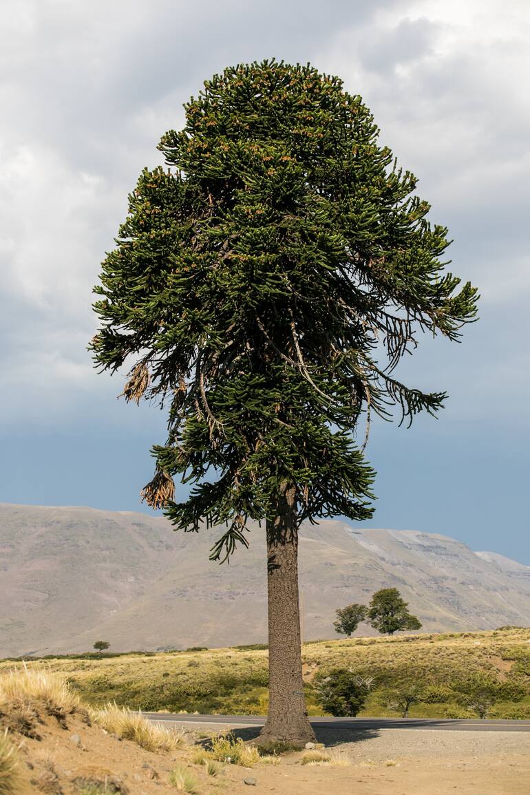 La araucaria –o pehuén– crece en la Patagonia desde tiempos inmemoriales.