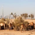 Máximo Tettamanzi, creador de ladrillos con arena del desierto: “Buscamos reducir la huella de carbono de la construcción”