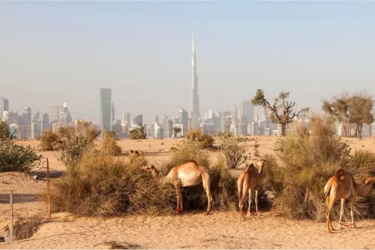 La arena del desierto está expuesta a erosión eólica, por lo que sus partículas son redondeadas, lo que las hace inadecuadas para hacer concreto