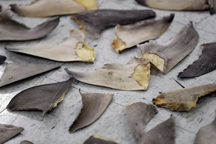“La Argentina adhirió a la prohibición del aleteo por una cuestión de política internacional, pero en el país el valor del animal incluye el cuerpo, se procesa la carne y el cartílago para exportarlo”, indica Chiaramone