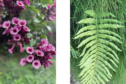 La Argentina alberga una diversidad biológica interesante tanto en la escala de ecorregiones como de especies nativas con valor ornamental. Algunos ejemplos. Foto de la izquierda: Dolichandra chodatii, liana de las yungas). Foto de la derecha: Phlebodium areolatum, helecho de las yungas.