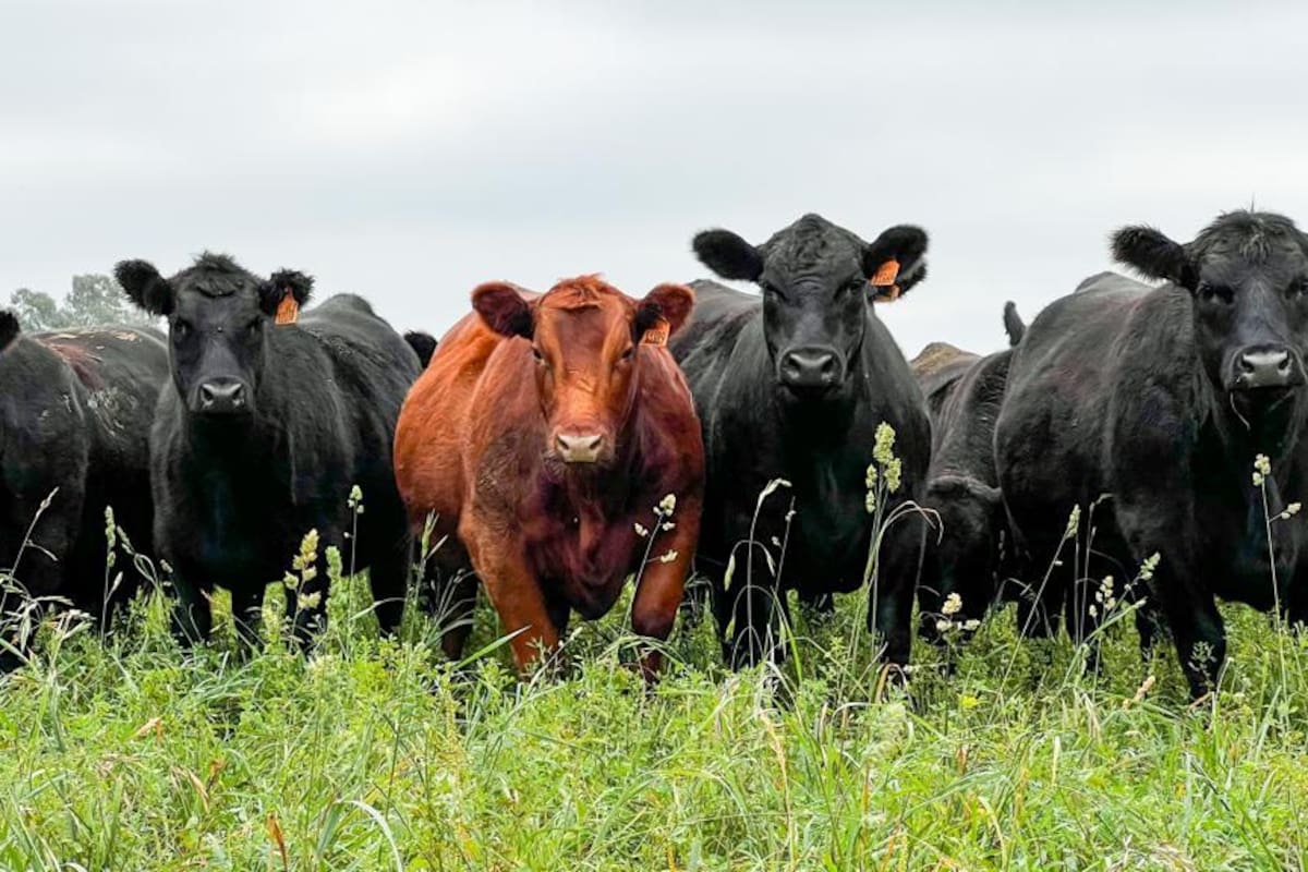 La Argentina debe producir más carne bovina