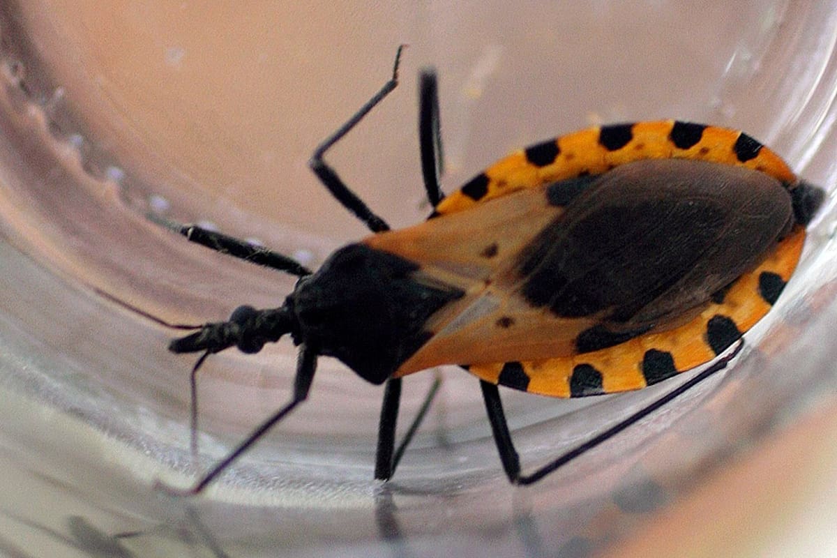 La Argentina es el país con más infectados por el parásito del Chagas