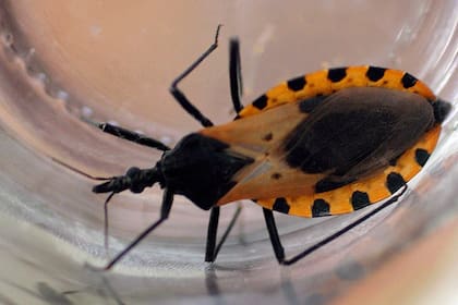 Se estima que al menos un 30% de los pacientes con Chagas, que transmiten las vinchucas, desarrollan daños en sus órganos