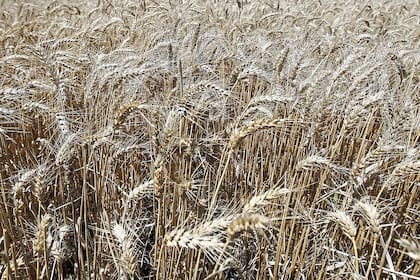 La Argentina es el principal proveedor del cereal a Brasil